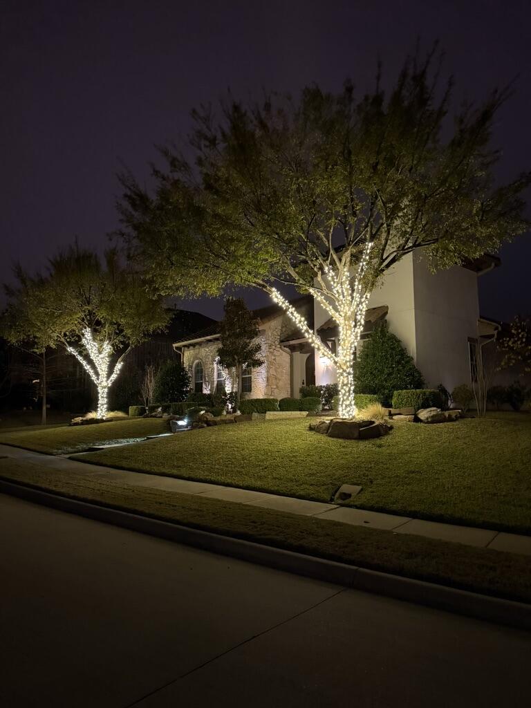Tree Wrapping β Allen, TX